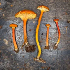 Goblet Waxcap thumbnail 2