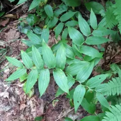 rose twisted-stalk thumbnail 2