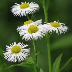 annual fleabane thumbnail 3