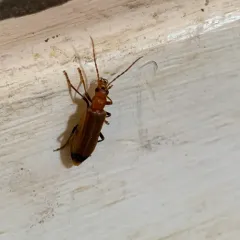 Wharf Borer thumbnail 2