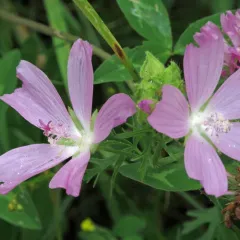 musk mallow thumbnail 2