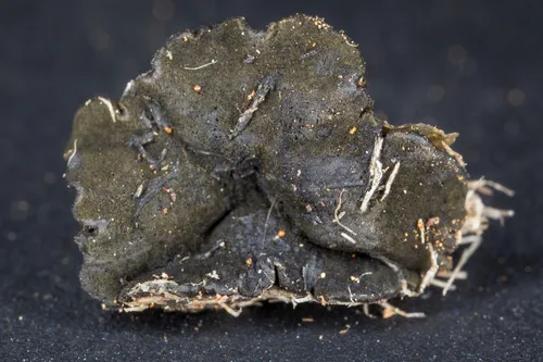 Bulgariella pulla