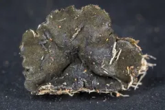 Bulgariella pulla thumbnail 1