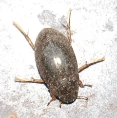 Tropisternus quadristriatus thumbnail 2