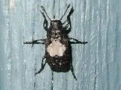 Gonotropis dorsalis thumbnail 2