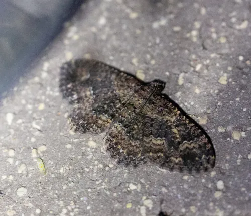 Somber Carpet Moth