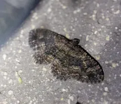 Somber Carpet Moth thumbnail 1