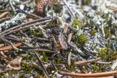 Cyrtopogon auratus thumbnail 4