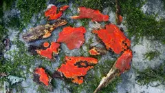 scarlet waxcrust photo