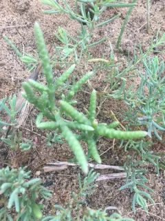 Dwarf Glasswort thumbnail 3