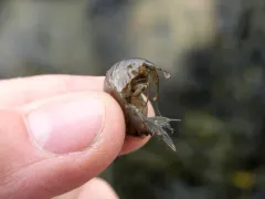 Tide-pool Scud thumbnail 3