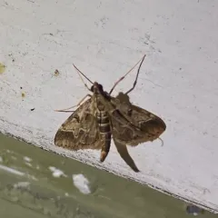 European Pepper Moth thumbnail 3