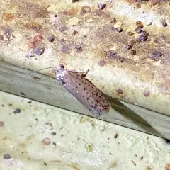 Mimosa Webworm Moth thumbnail 4
