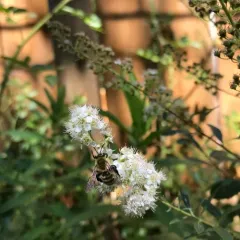 Hairy-banded Mining Bee thumbnail 2