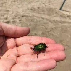 Common Green June Beetle thumbnail 4