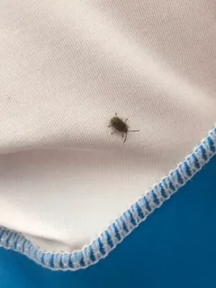 ragweed leaf beetle thumbnail 2