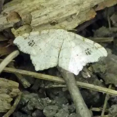 Common Angle thumbnail 4