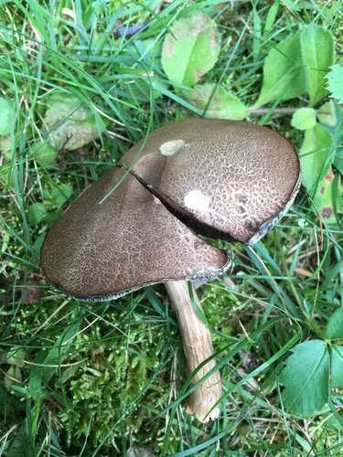Porphyrellus sordidus
