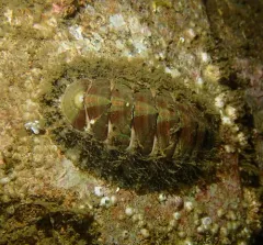 Mopalia vespertina thumbnail 2