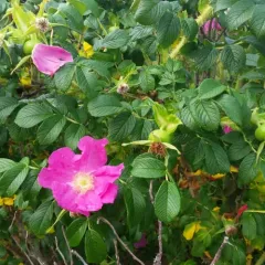 rugosa rose thumbnail 1