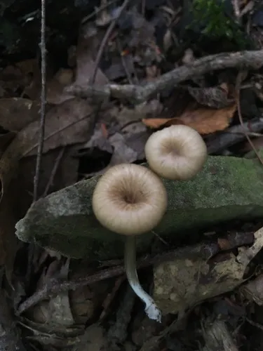 Entoloma subserrulatum