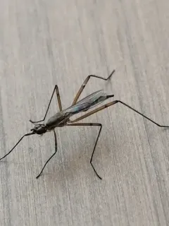 Micropeza lateralis thumbnail 3