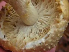 Mycogone rosea thumbnail 1