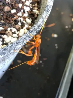 Labena tinctipennis thumbnail 4