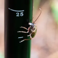 Two-spotted Long-horned Beetle thumbnail 3