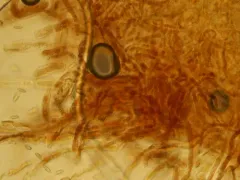 Leccinum piceinum thumbnail 1
