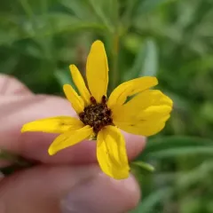 tall coreopsis thumbnail 2
