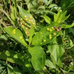 Dogwood Eyespot Gall Midge thumbnail 2