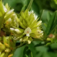 round-headed bush clover thumbnail 2