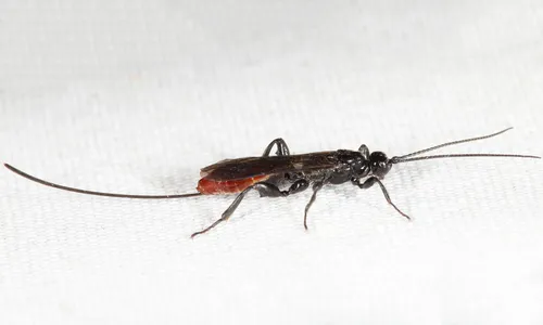 Odontocolon atripes