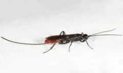Odontocolon atripes thumbnail 1