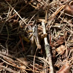 Forest Locust thumbnail 2