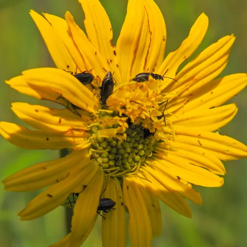 Black Diabrotica