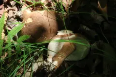 Tylopilus appalachiensis thumbnail 1