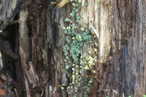 Trichoderma chromospermum