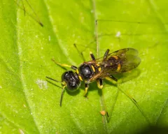 Crossocerus nitidiventris thumbnail 2