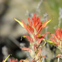 Wyoming Paintbrush thumbnail 4