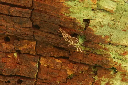 Ophiocordyceps michiganensis