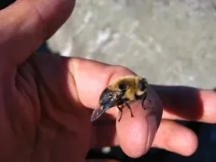 Cephenemyia phobifer thumbnail 2