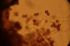 Fuligo cinerea thumbnail 1