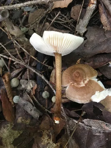 Crinipellis maxima