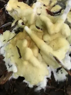 Trichoderma citrinum thumbnail 1