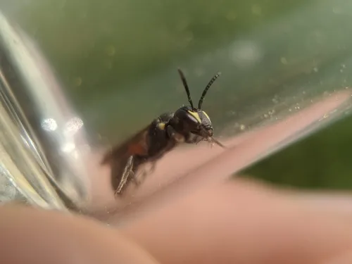 Nelumbo Masked Bee