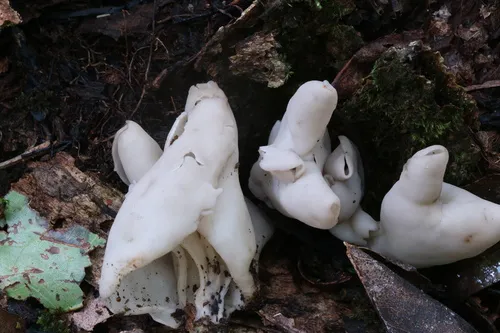 Helvella lactea