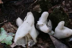 Helvella lactea thumbnail 1