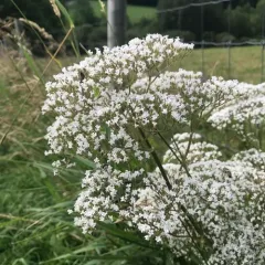 common valerian thumbnail 3